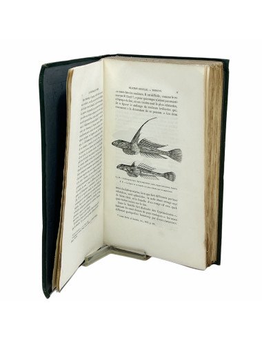 DARWIN - DESCENDANCE DE...