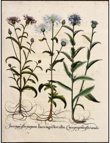 BASILIUS BESLER - JACEA...