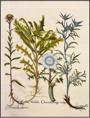 BASILIUS BESLER - CARDUUS...