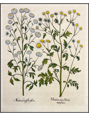 BASILIUS BESLER -...