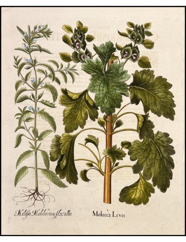 BASILIUS BESLER - MOLUCCA...