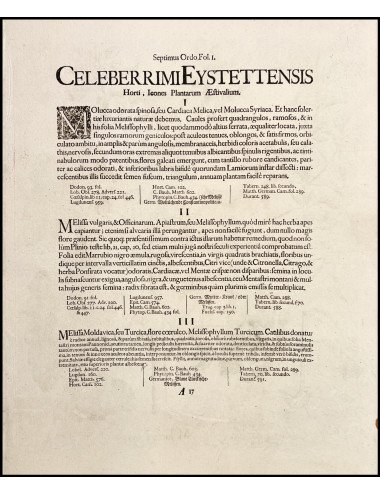 BASILIUS BESLER - MOLUCCA...