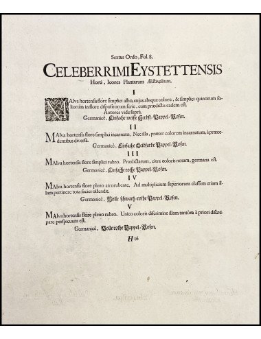 BASILIUS BESLER - MALVA...