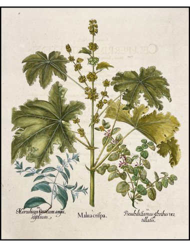 BASILIUS BESLER - MALVA...