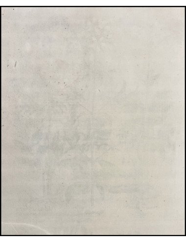 BASILIUS BESLER - SAPONARIA...