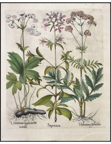 BASILIUS BESLER - SAPONARIA...