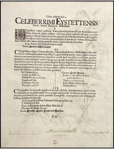 BASILIUS BESLER - SYMPHYTUM...