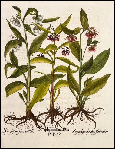 BASILIUS BESLER - SYMPHYTUM...