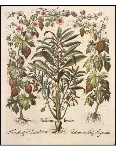 BASILIUS BESLER - BALSAMINA...