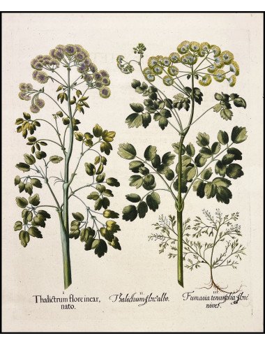 BASILIUS BESLER -...