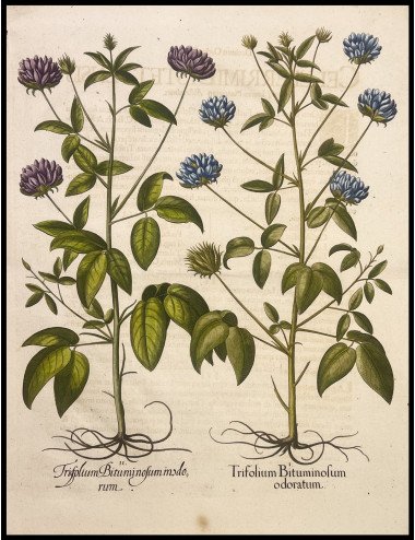 BASILIUS BESLER - TRIFOLIUM...